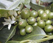 Coffee cherry